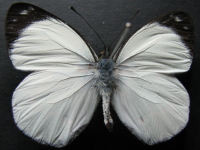 Adult Male Upper of Black Jezebel - Delias nigrina